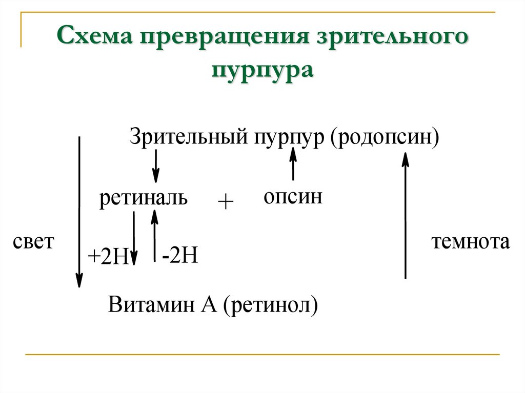 Схема превращения зрительного пурпура