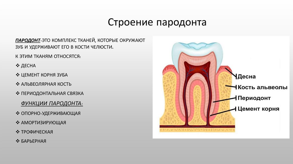 Строение пародонта