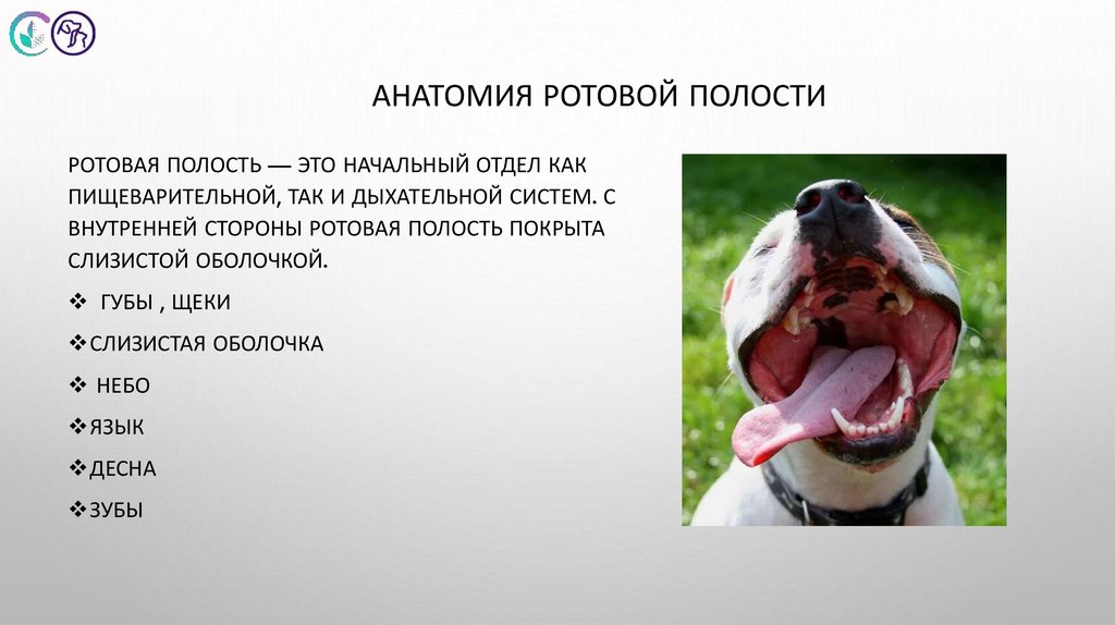 Анатомия ротовой полости