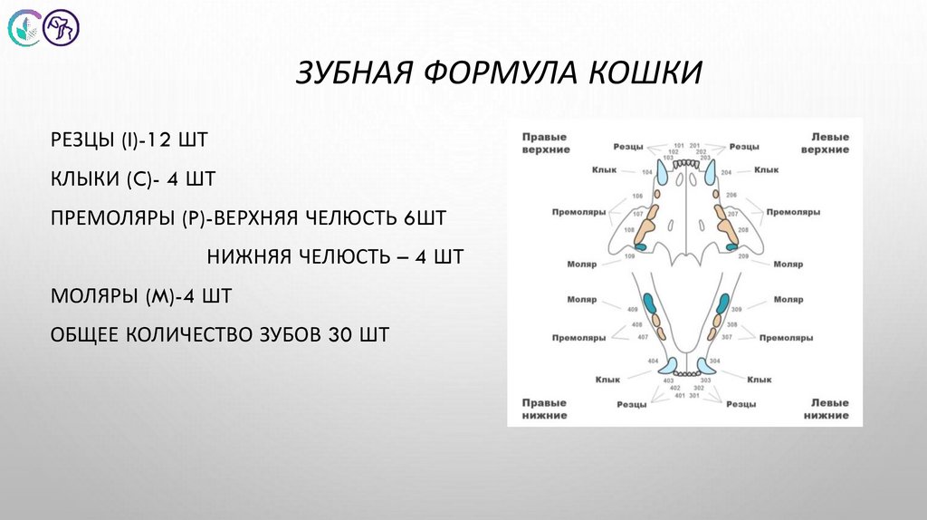 Зубная формула кошки