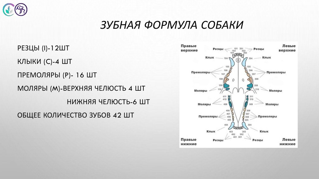 Зубная формула собаки