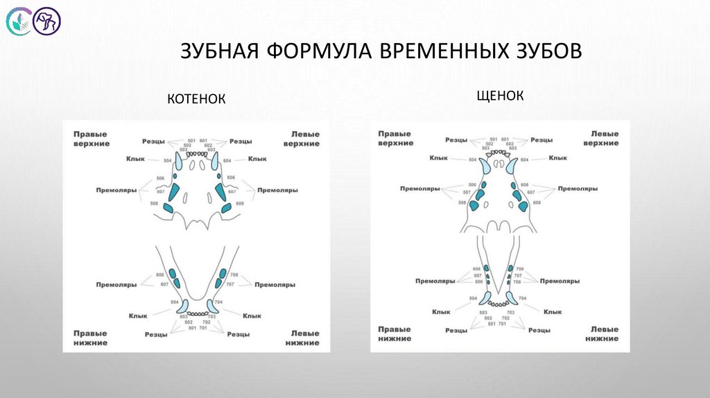 Зубная формула временных зубов