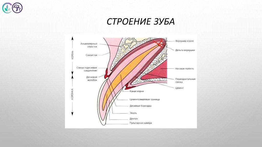 Строение зуба
