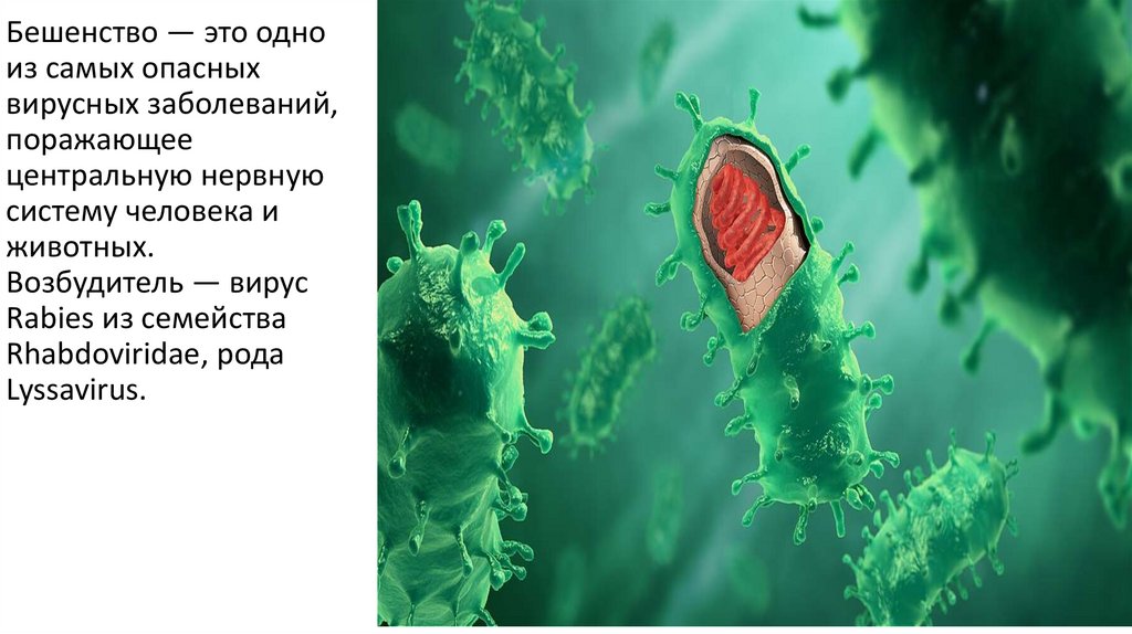 Бешенство — это одно из самых опасных вирусных заболеваний, поражающее центральную нервную систему человека и животных.