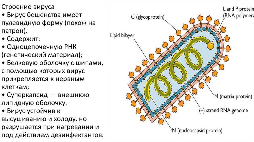 Строение вируса • Вирус бешенства имеет пулевидную форму (похож на патрон). • Содержит: • Одноцепочечную РНК (генетический