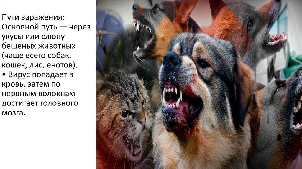 Пути заражения: Основной путь — через укусы или слюну бешеных животных (чаще всего собак, кошек, лис, енотов). • Вирус попадает