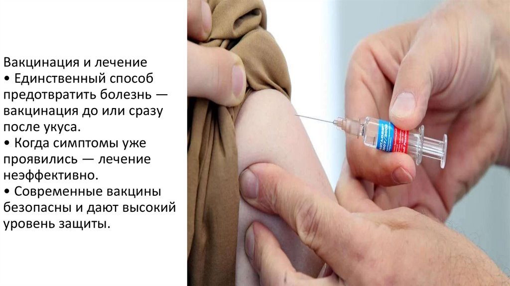 Вакцинация и лечение • Единственный способ предотвратить болезнь — вакцинация до или сразу после укуса. • Когда симптомы уже