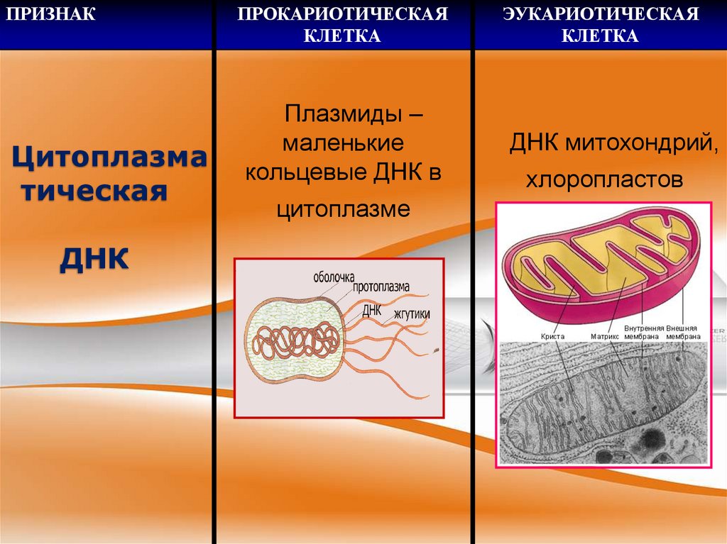 Цитоплазма тическая ДНК