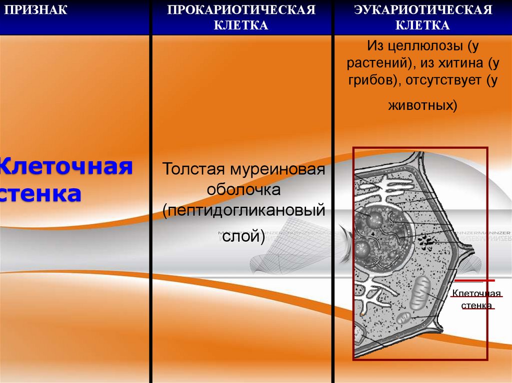 Клеточная стенка