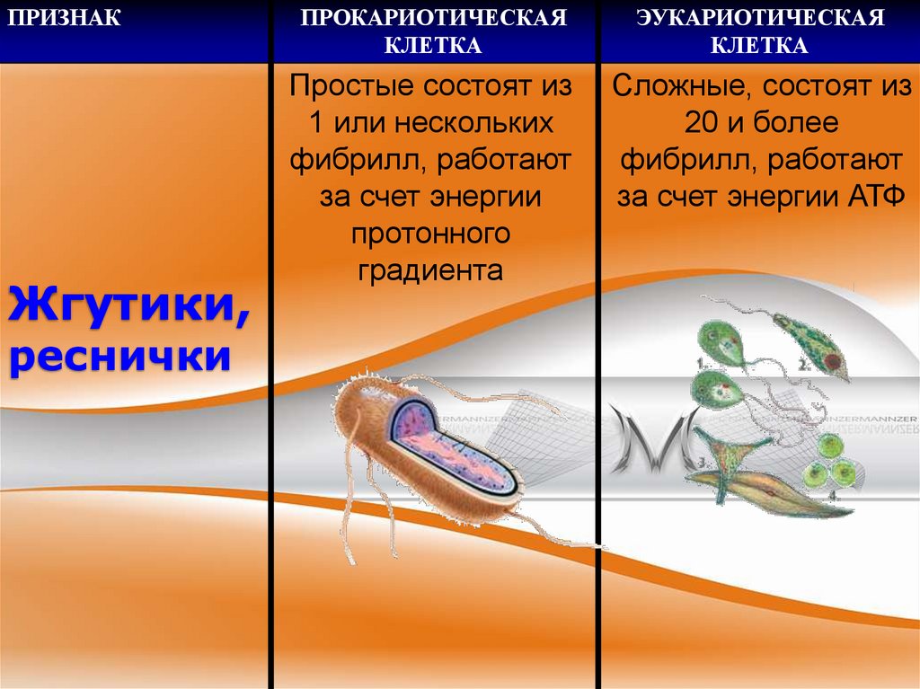 Жгутики, реснички