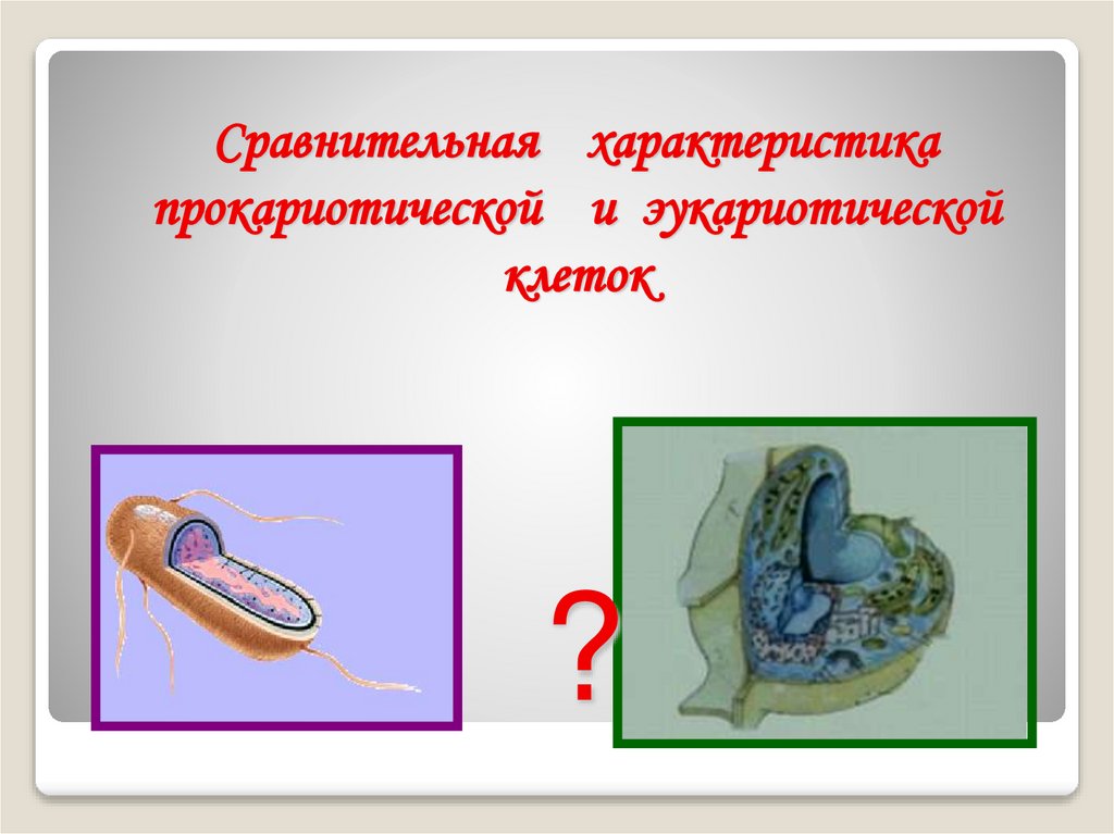 Сравнительная характеристика прокариотической и эукариотической клеток