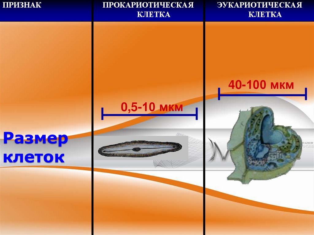 Размер клеток