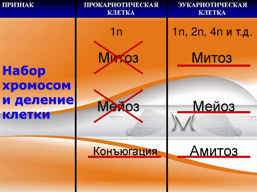 Набор хромосом и деление клетки