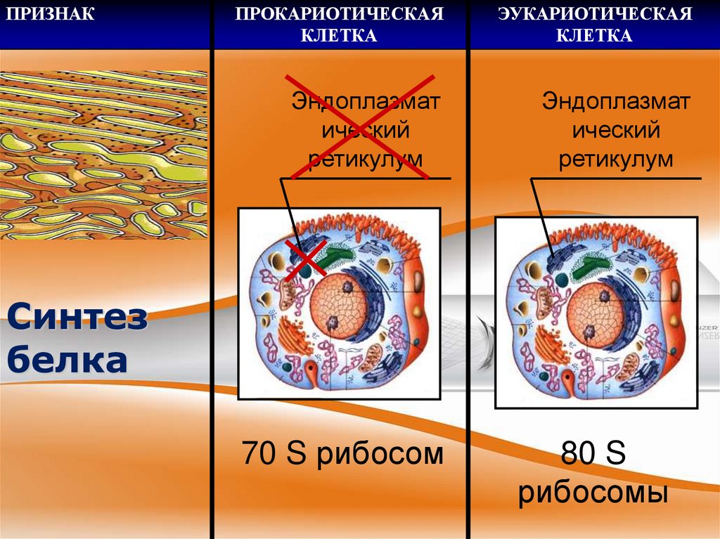 Синтез белка