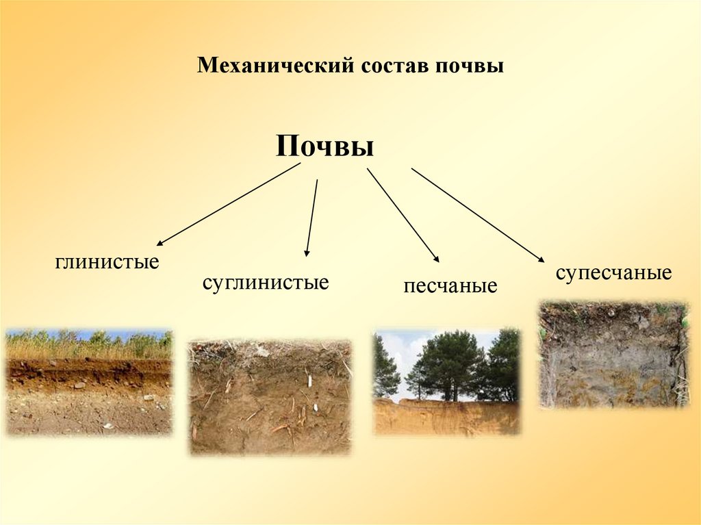 Механический состав почвы