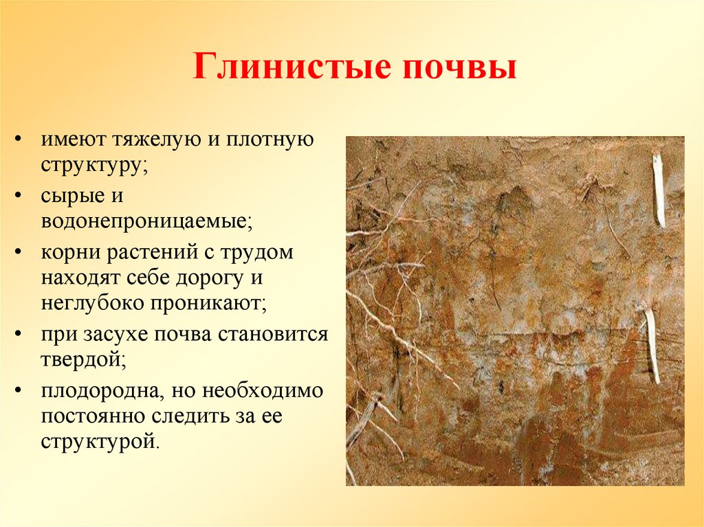 Глинистые почвы