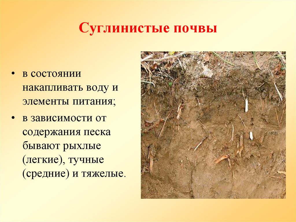 Суглинистые почвы