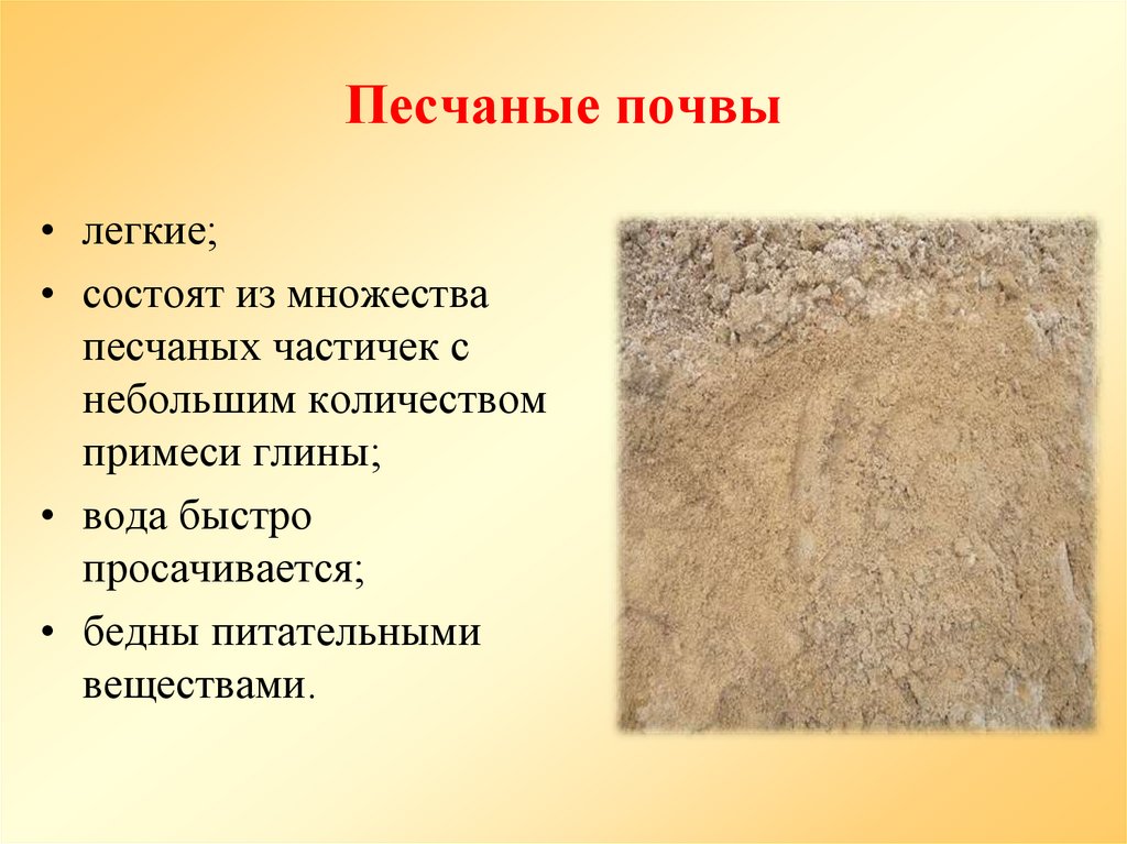 Песчаные почвы
