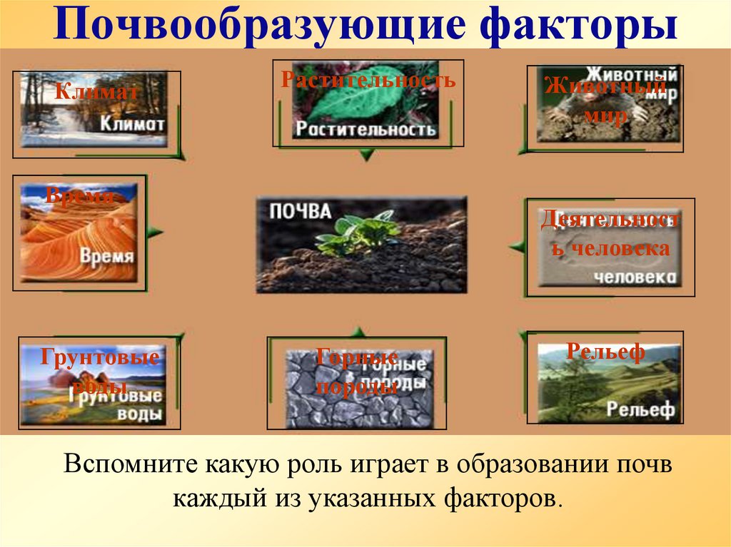 Почвообразующие факторы