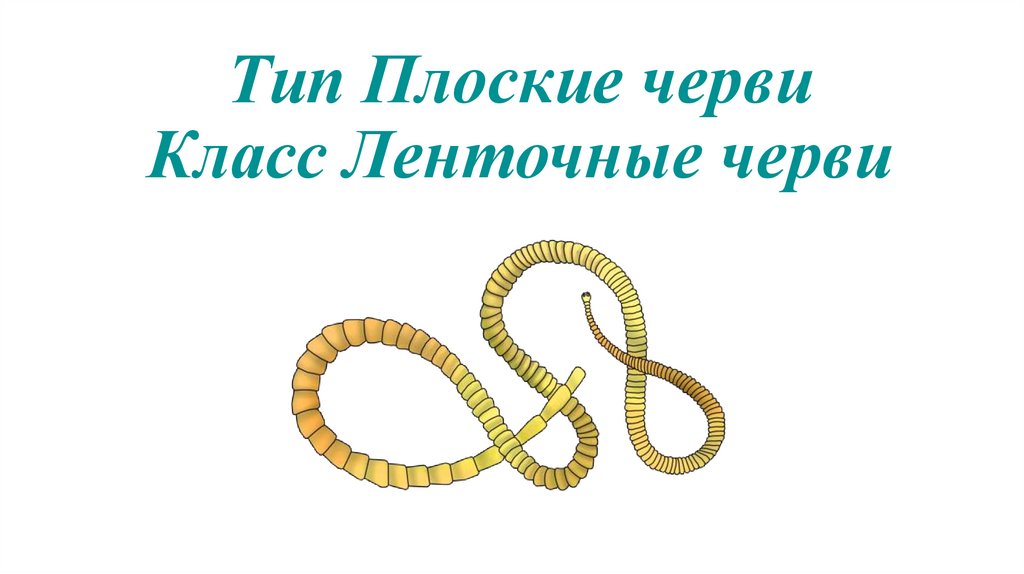 Тип Плоские черви Класс Ленточные черви