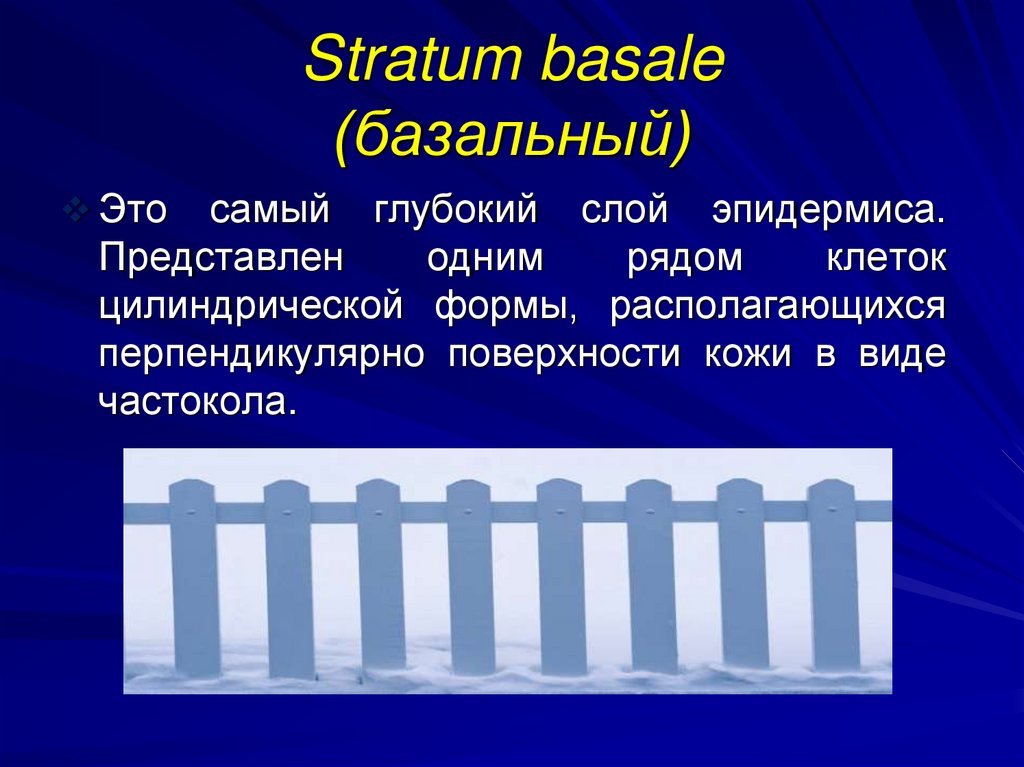 Stratum basale (базальный)
