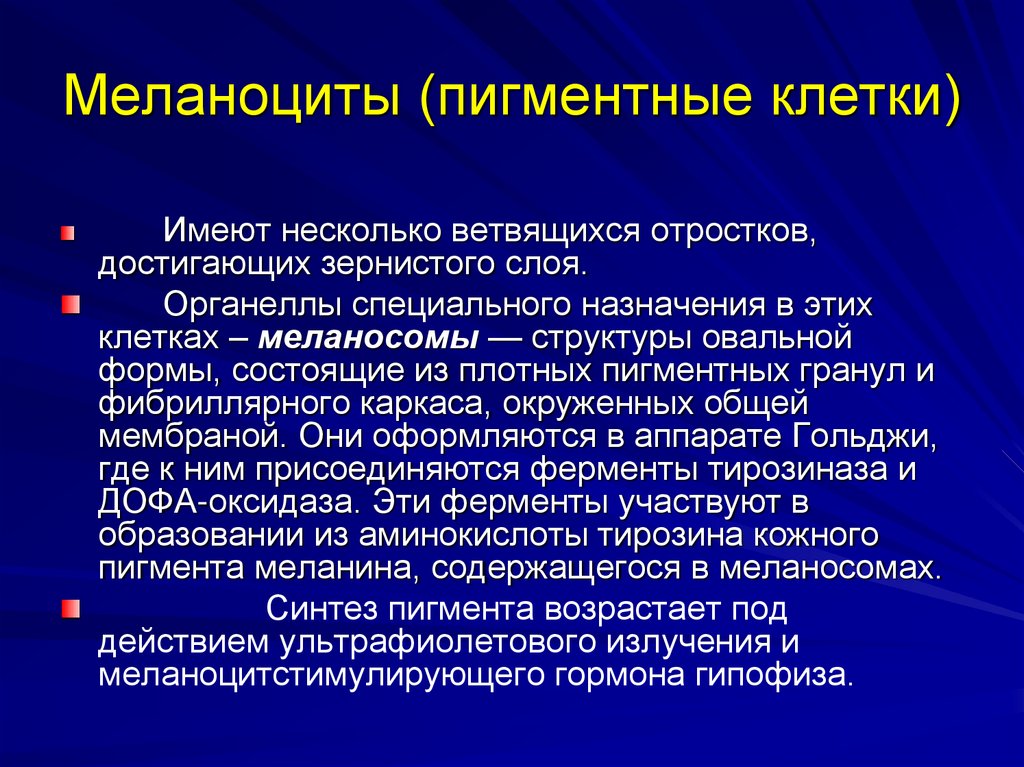 Меланоциты (пигментные клетки)