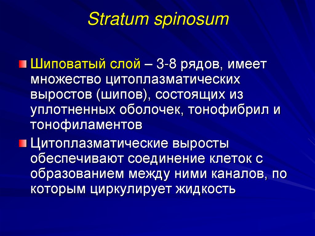 Stratum spinosum