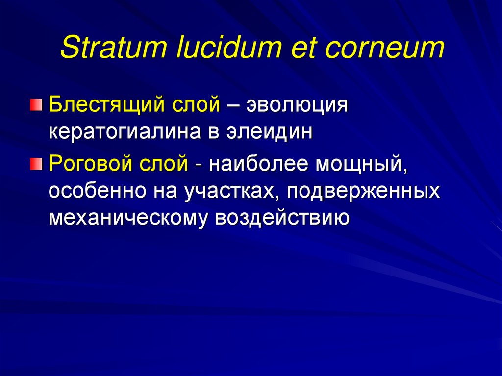 Stratum lucidum et corneum