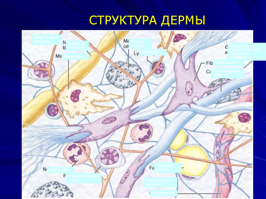 СТРУКТУРА ДЕРМЫ