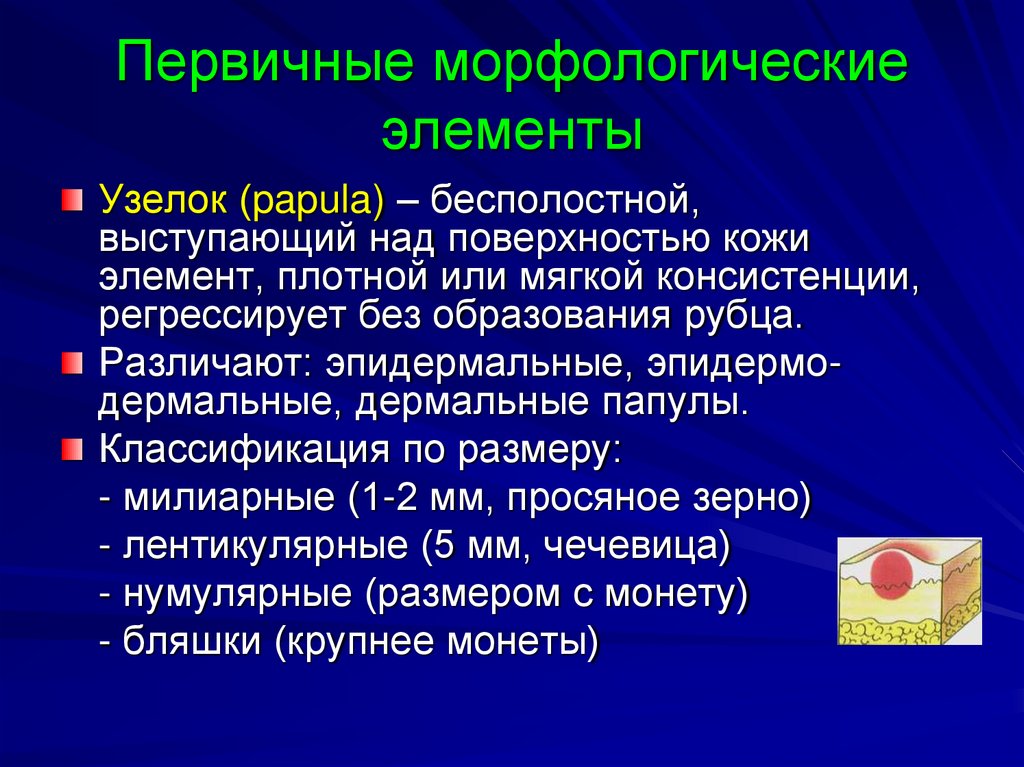 Первичные морфологические элементы