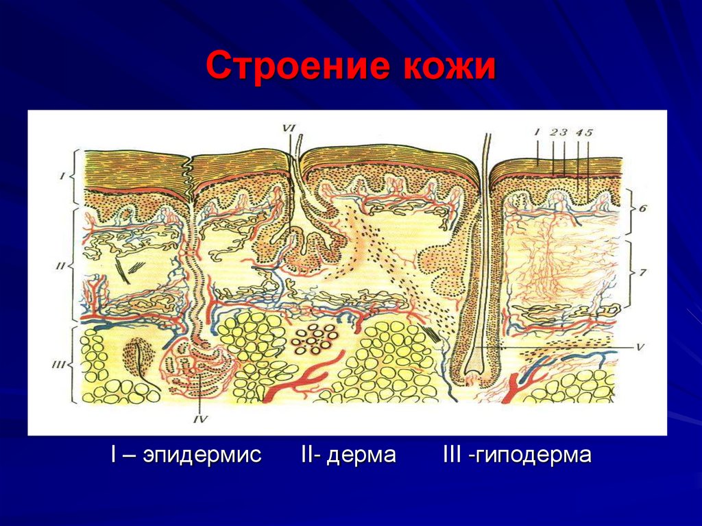 Строение кожи