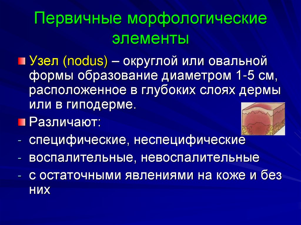 Первичные морфологические элементы