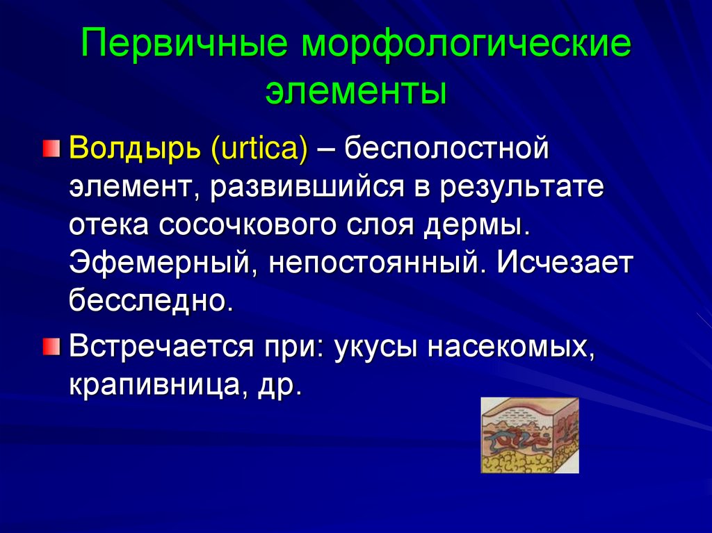 Первичные морфологические элементы