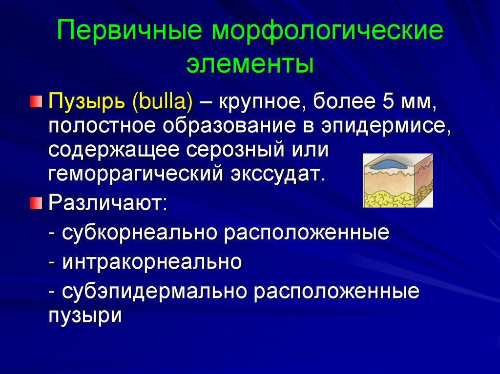 Первичные морфологические элементы