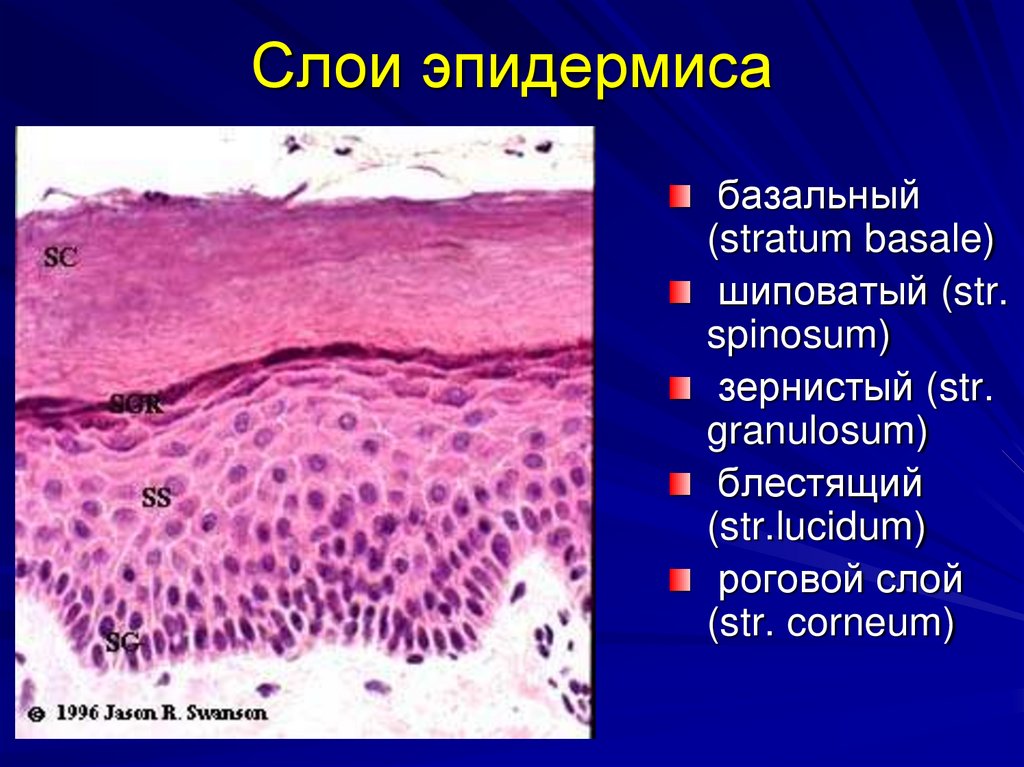 Слои эпидермиса