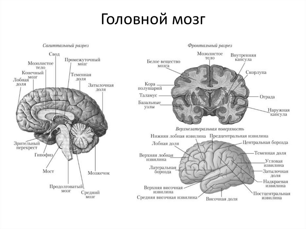 Головной мозг