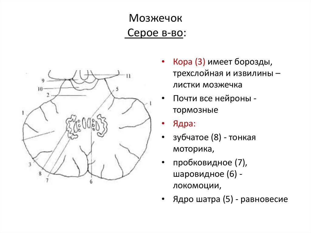 Мозжечок Серое в-во: