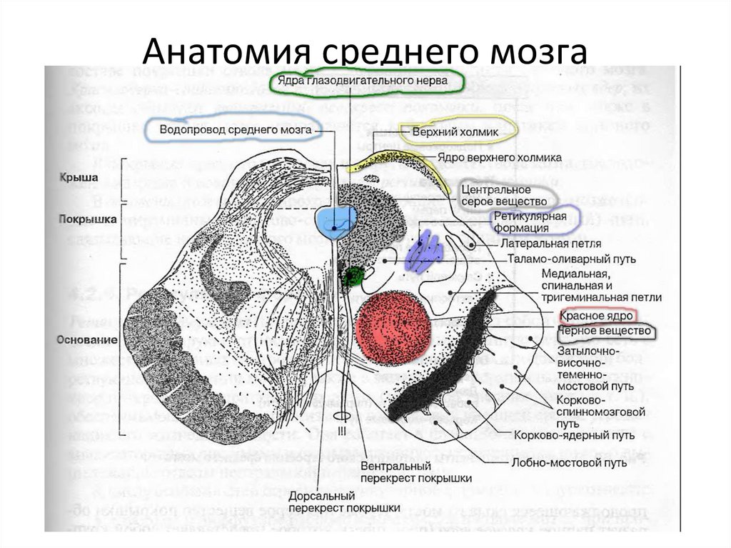 Анатомия среднего мозга