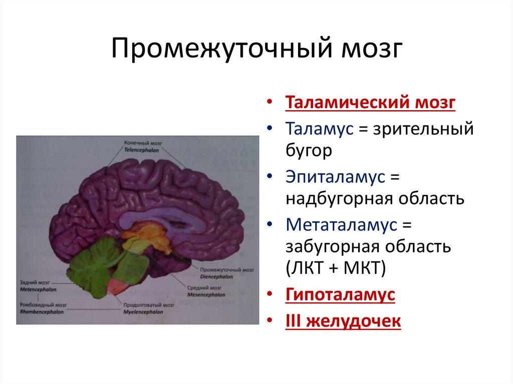 Промежуточный мозг