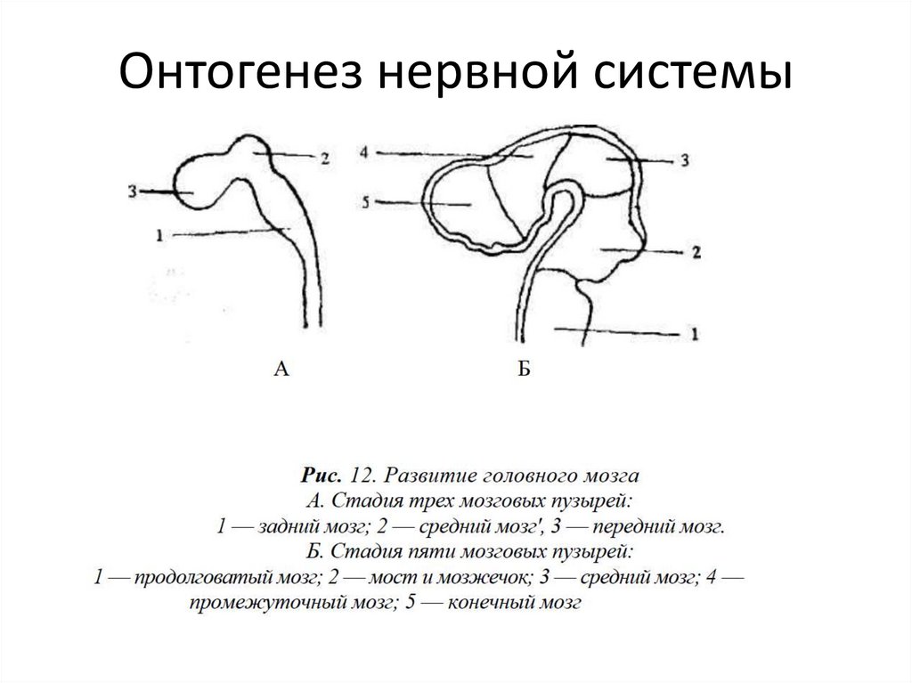 Онтогенез нервной системы