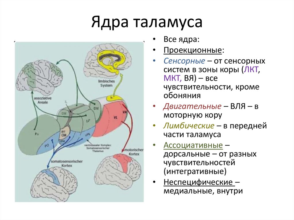 Ядра таламуса