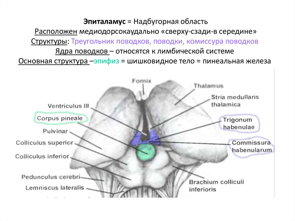 Эпиталамус = Надбугорная область Расположен медиодорсокаудально «сверху-сзади-в середине» Структуры: Треугольник поводков,