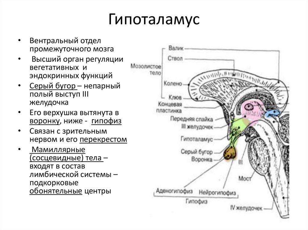Гипоталамус