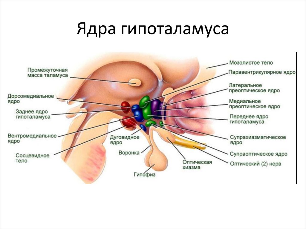 Ядра гипоталамуса