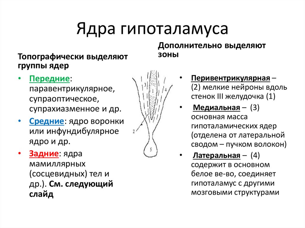 Ядра гипоталамуса