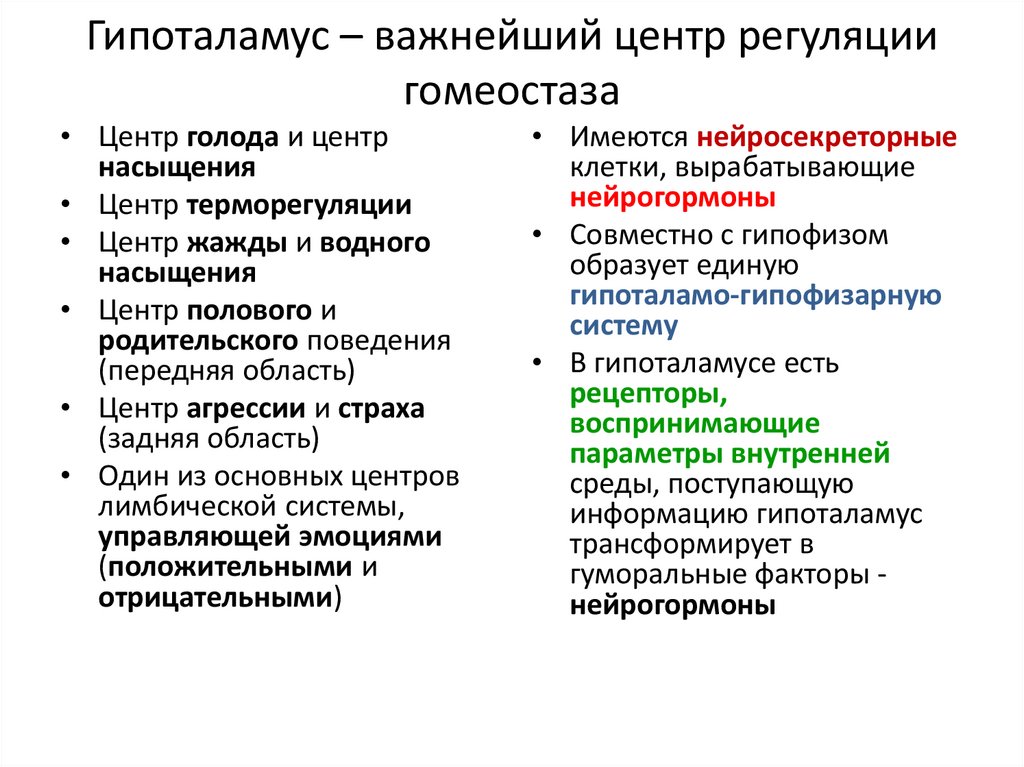 Гипоталамус – важнейший центр регуляции гомеостаза