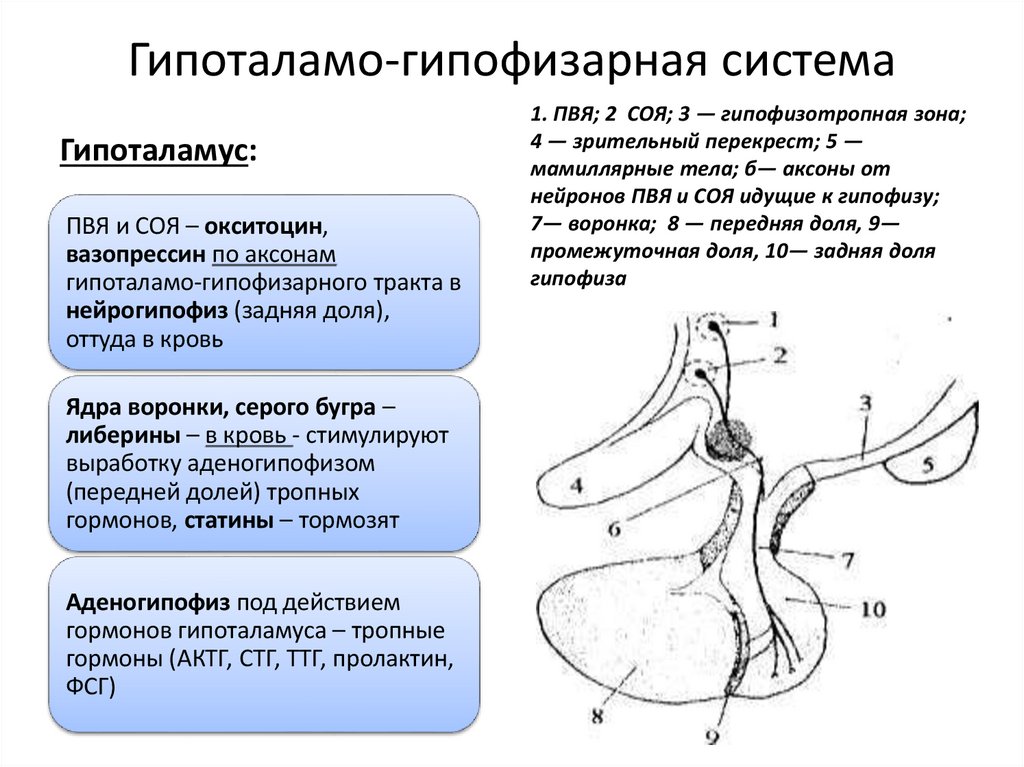 Гипоталамо-гипофизарная система