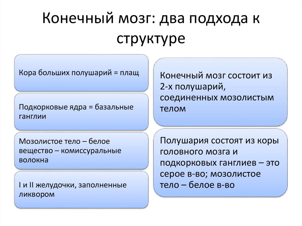 Конечный мозг: два подхода к структуре