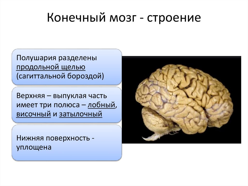 Конечный мозг - строение