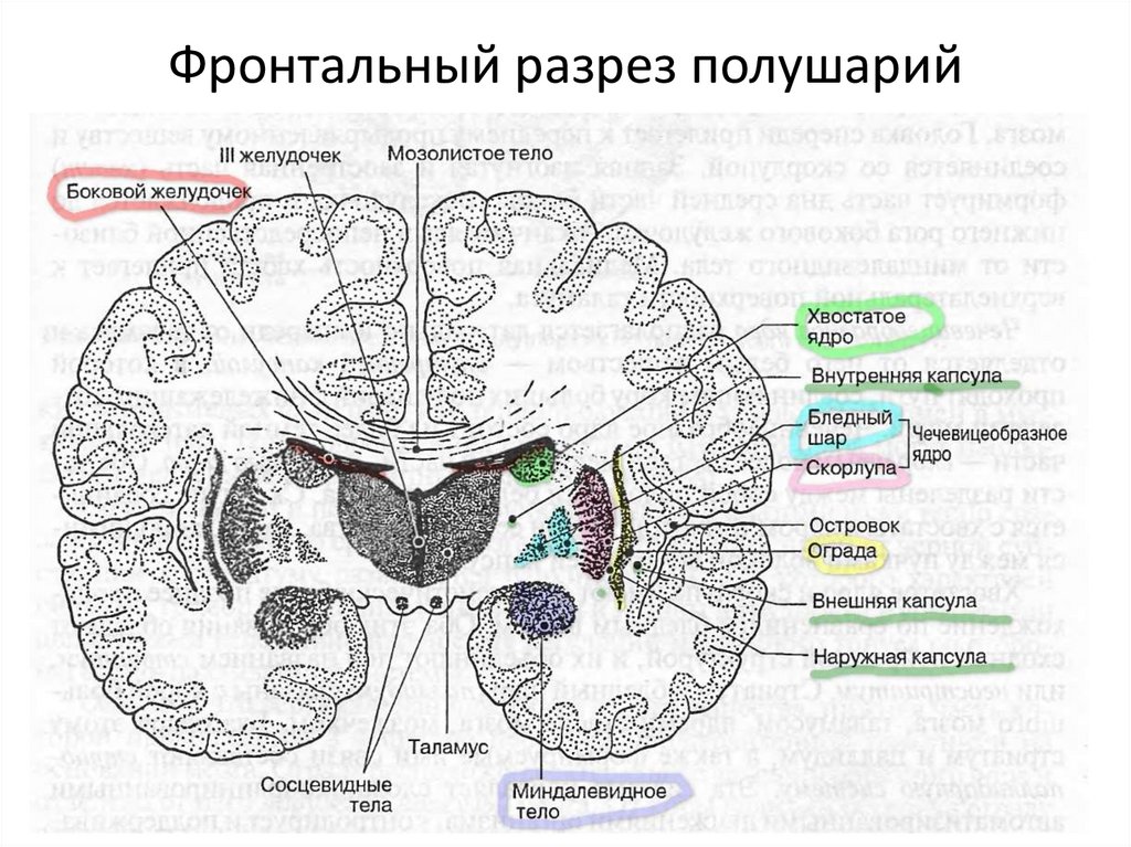 Фронтальный разрез полушарий